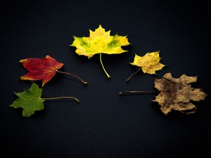 leaves-959593_1280