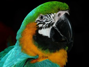 parrot-4078_1280