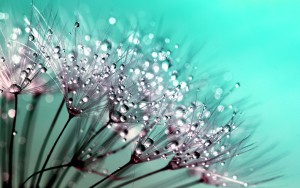 dandelion-445228_1280